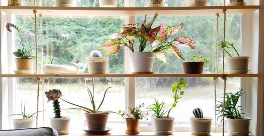 Window shelf for plants in various rooms