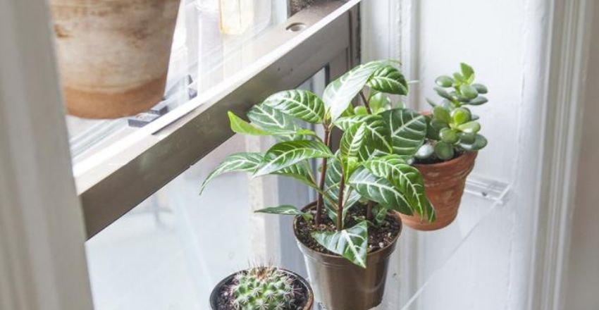 Space-saving window shelves for plants